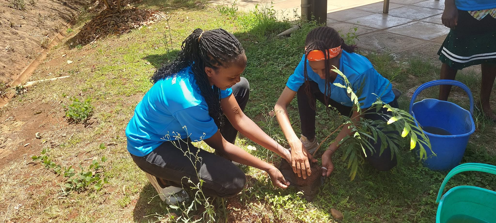 Tree planting environment exercise